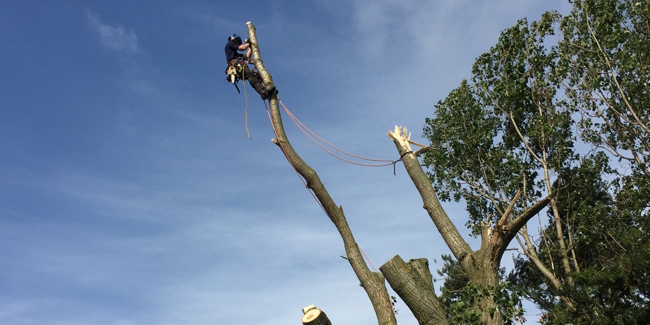 Tree Surgery Malton